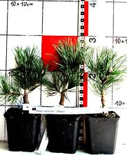 Pinus sylvestris albyn gebraucht kaufen  Bad Bergzabern