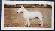 English bull terrier for sale  Shipping to Ireland