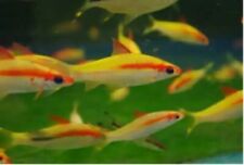 Yellow roseline sharks for sale  Plano