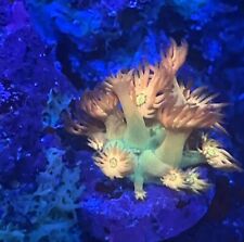 coral frags for sale  LONDON