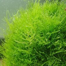 pianta piante vere vive rare muschio moss per acquario acqua dolce tropicale 8X8 usato  Roma
