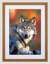 Animal wolf lupine for sale  EDINBURGH