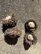 Bur oak acorns for sale  Peoria