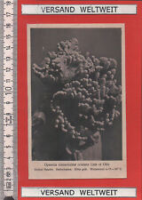 Otto Stoye: Opuntia clavarioides cristata Link et Otto [BL0191]  for sale  Shipping to South Africa