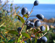 Bacche mirto nero usato  Trappeto