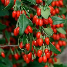 Live goji berry for sale  Kennett Square