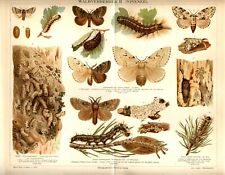 1893 insetti filatori usato  Pescara