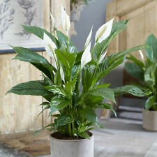 Peace lily large for sale  NORTHWICH