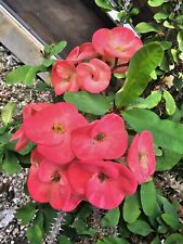 Marble red euphorbia for sale  Homestead