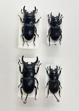 Entomology Taxidermy: Aegus Ssp, 4pcs A1, Philippines, used for sale  Shipping to South Africa