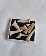 British fossils shark for sale  WELSHPOOL