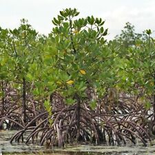 Red mangrove seed for sale  Shipping to Ireland