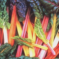 Vegetable swiss chard for sale  SOUTHEND-ON-SEA