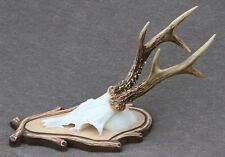 ROE DEER TROPHY (TAXIDERMY, HUNTING, LOG HOME,CRAFT,KNIFE, HORN,VINTAGE) for sale  Shipping to South Africa