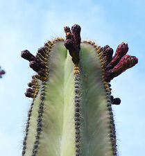 Stenocereus dumortieri rare for sale  Miami