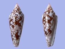 Conidae conus sumbawaensis usato  Roma