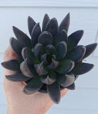 Rare black succulent for sale  Oak Harbor