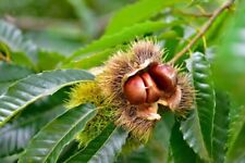 Chinese chestnut live for sale  Russell