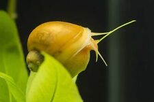 cold water snails for sale  EDINBURGH