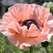 Oriental poppy seeds for sale  OLDHAM