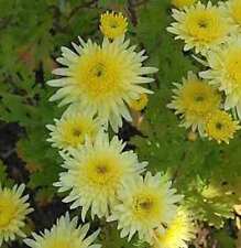 Winteraster lichtkuppel chrysa gebraucht kaufen  Bad Zwischenahn