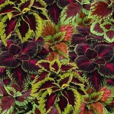 Coleus special mixed for sale  UK