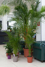 Indoor palm tree for sale  Saint Augustine