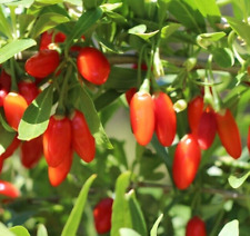 Goji berry seed for sale  Republic