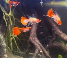 Group fry koi for sale  Waverly