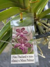 Orchid Vanda Thailand x tessellata x Mimi Palmer Mad Happenings Fragrant for sale  Shipping to South Africa