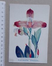Carte orchidee lycaste usato  Spedire a Italy