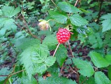 Salmonberry live rooted for sale  Blaine
