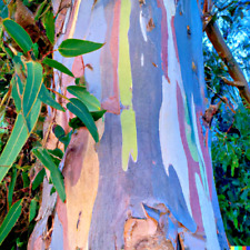 Rainbow eucalyptus gum d'occasion  Expédié en Belgium