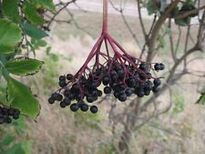 Elderberry black elderberry for sale  Portland