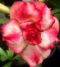 Adenium somjeed grafted for sale  Thousand Oaks