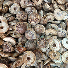 Pack striped shells for sale  Shipping to Ireland