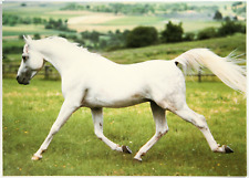 Pferd postkarte weltbild gebraucht kaufen  Langen