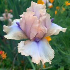Intermediate bearded iris for sale  Ojai