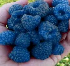 Blue raspberry bush for sale  Saint Augustine