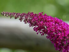 Sommerflieder buddleja sugar gebraucht kaufen  Appen