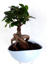 Fertiger bonsai ginseng gebraucht kaufen  Gronau