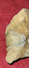 Fossiles extraire grosse d'occasion  Breuvannes-en-Bassigny