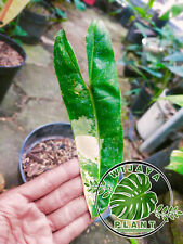 Used, REAL PICTURE Philodendron Bilitiae Varigated 1 Leaf Free Pithosanitary for sale  Shipping to South Africa