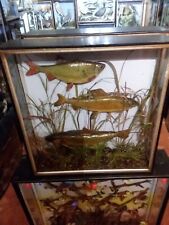 Cased fish rutilus for sale  BLANDFORD FORUM