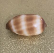 Used, Extremely Rare Talpa Cowry Seashell for sale  Shipping to South Africa
