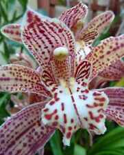 Cymbidium tracyanum fragrant for sale  Shipping to Ireland