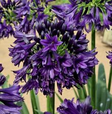 New agapanthus black for sale  LINCOLN