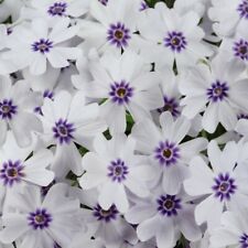 Hardy perennial phlox for sale  IPSWICH