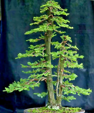 Bonsai giant sequoia for sale  Miami