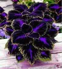 Seeds black purple for sale  Spring City